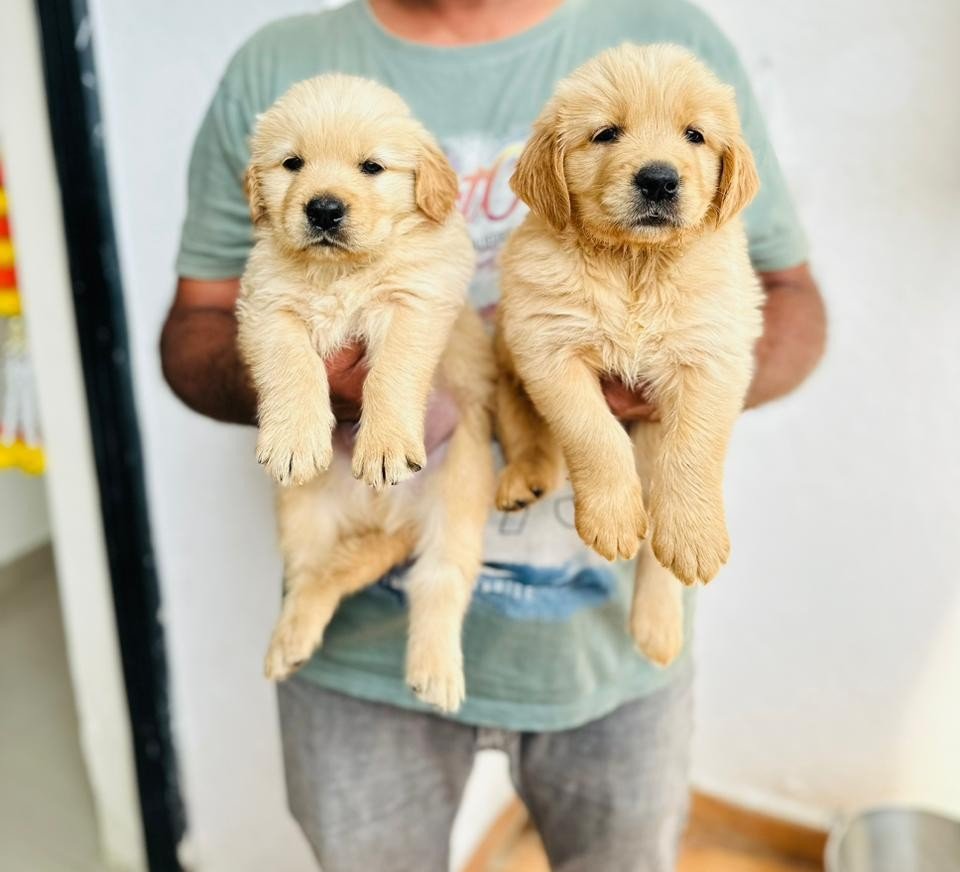 Buy Male Golden Retriever Puppy from Ahmedabad